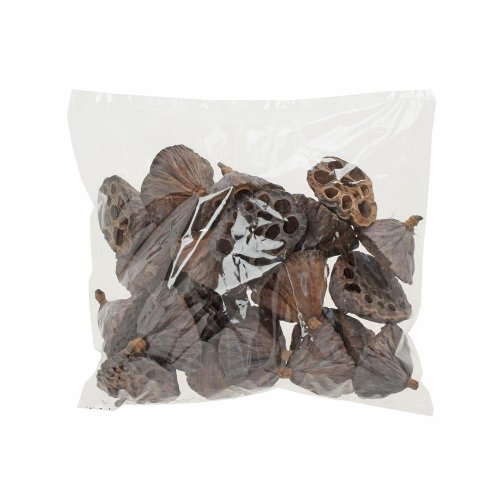 Lotos stredný 20ks/i124n-20