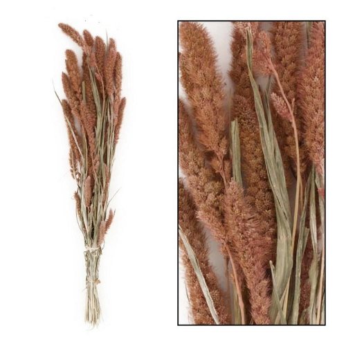 Setaria sušená zv. lososová 66x15x6cm