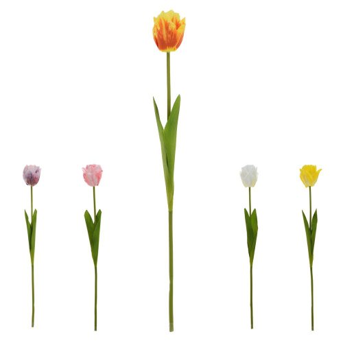 Ks tulipán plnokvetý mix/5f 50cm