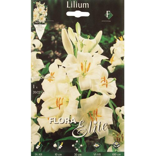 Lilium candidum (ľalia liečivá) - Umelé kvety