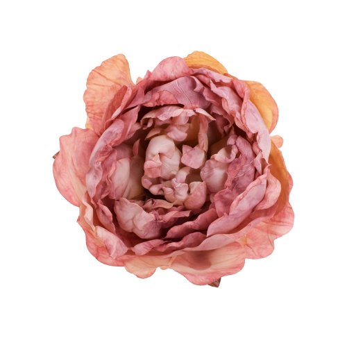 Ks hlava pivonka staroružová 10cm