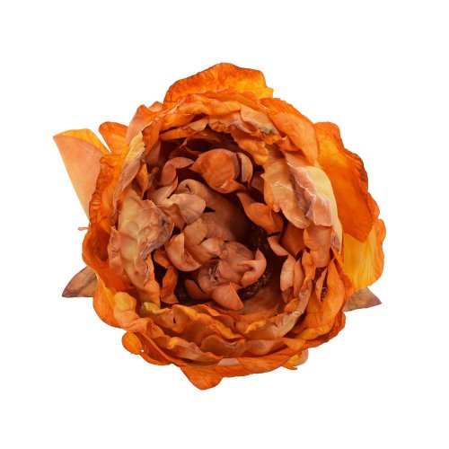 Ks hlava pivonka žltá 10cm