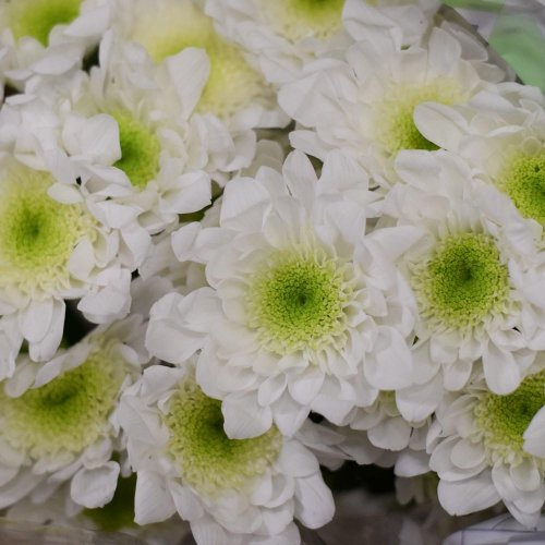 Chryz.euro biela/ ks