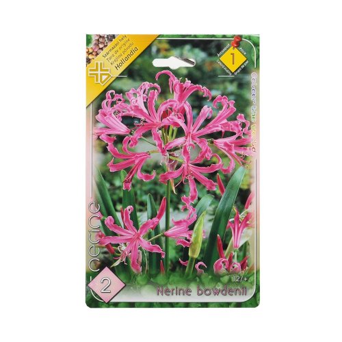 Nerine bowdenii
