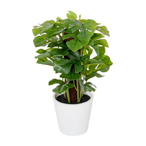 Monstera v plast.kvetináči zel.24cm