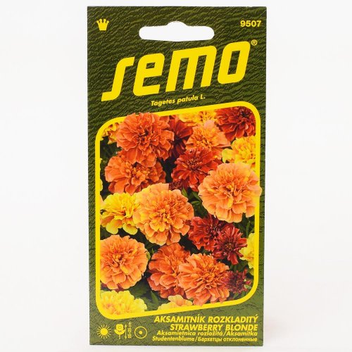 Aksamietnica rozložitá strawberry blonde