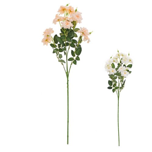 Ks ruža šípová, mix/2f 60cm