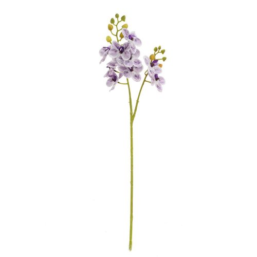 Ks orchidea phalaenopsis bielo-fialová 60cm