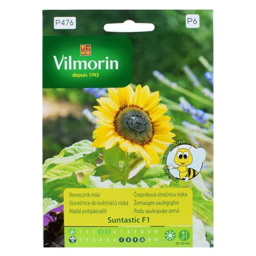 Slnečnica nízke do kvetináča