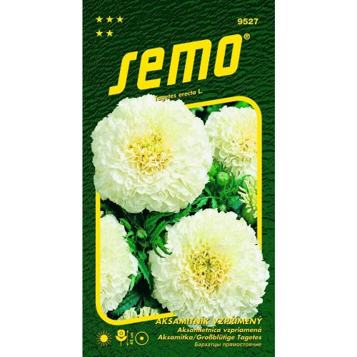 Aksamietnica vzpriamená kilimanjaro 15s