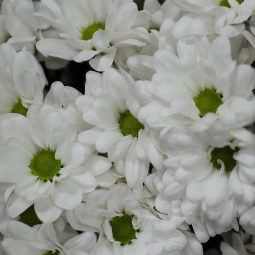 Chryz.biela s očkom/ ks