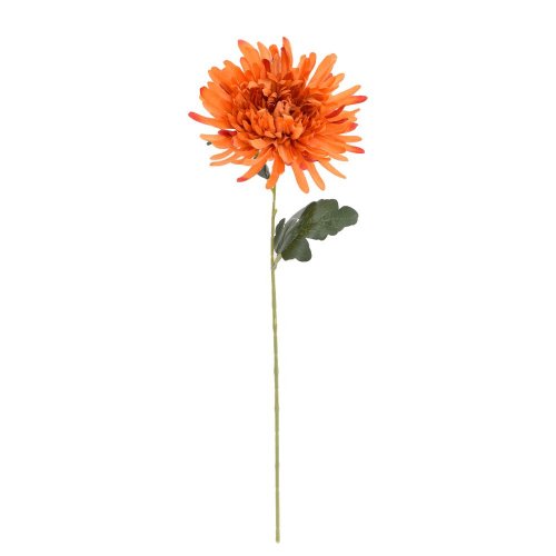 Ks chryzantéma oranžová 60cm