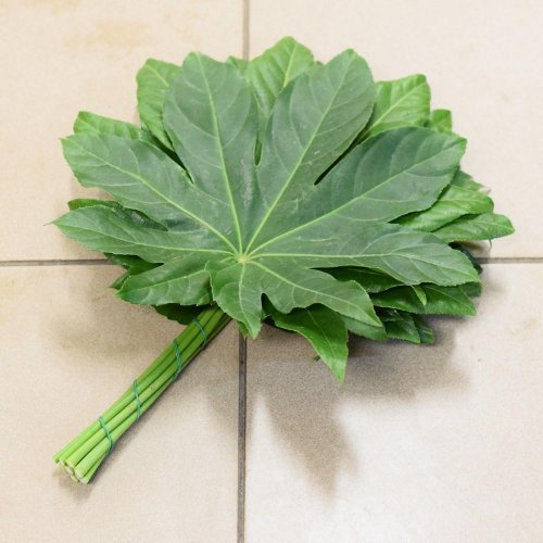 Aralia velká 60-70cm /zv