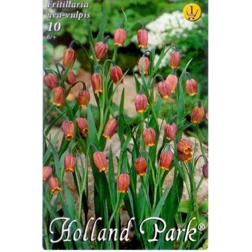 Fritillaria uva-vulpis