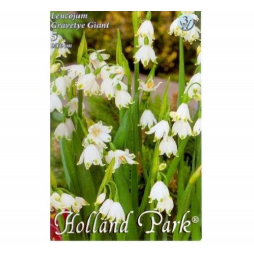 Leucojum gravetye giant - Umelé kvety