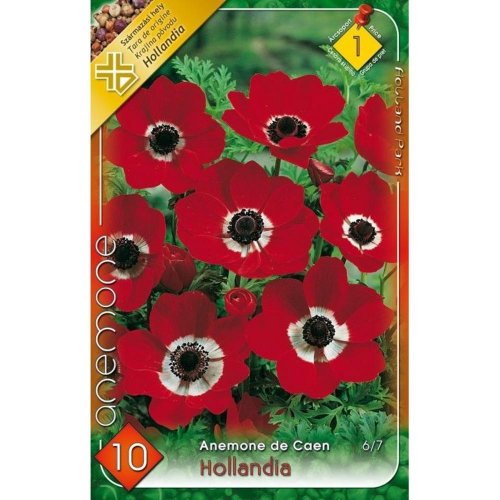 Anemone de caen - hollandia