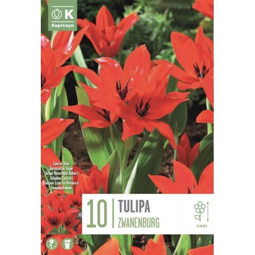 Tulipán spec.pr.zwanenburg 10ks