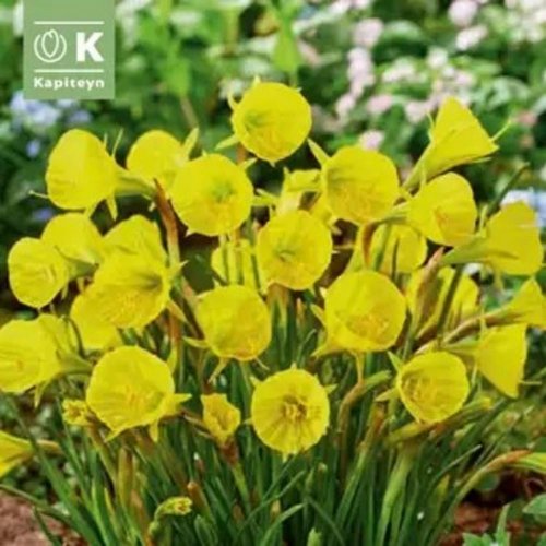 Narcis bot.golden bells 10ks