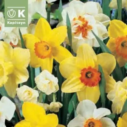 Narcis mix farieb landscape bag 50ks