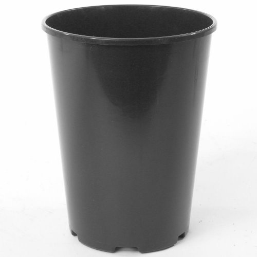 Kontajner ruže- rp - 3l