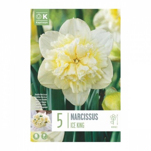 Narcis ice king 5ks