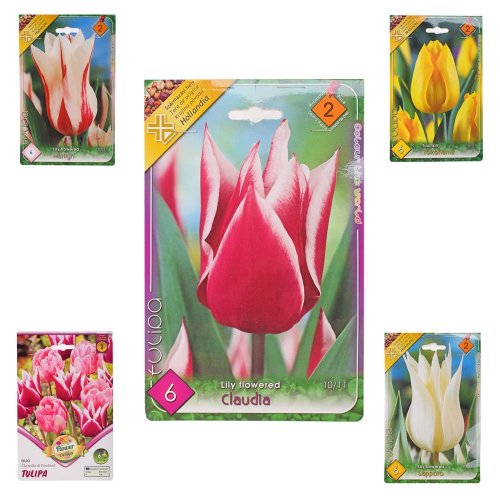 Tulipán mix