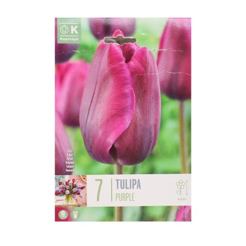 Tulipán purple 7ks