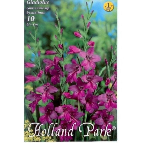 Gladiolus comm.byzantus - Vianočné dekorácie