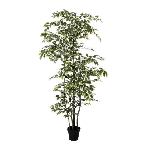 Fikus v plast.kvetináči 210cm