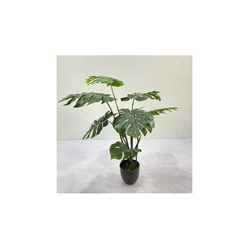 Monstera v plast.kvetináči zel. 110cm