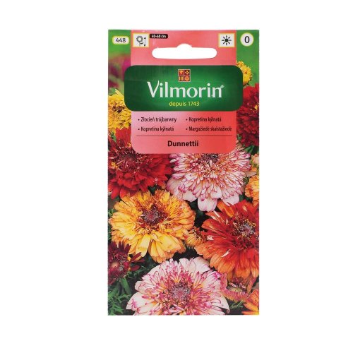 Margarétka kylnata dunnettii