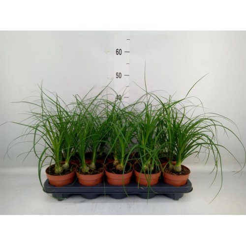 Nolina recurvata 12/35cm 3pp