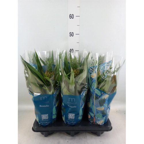 Ananas mi amigo 12/40cm