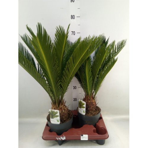 Cycas revoluta xxl 14/55cm