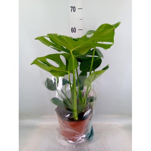 Monstera deliciosa 21/75cm
