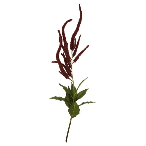 Amaranthus 110cm bordový