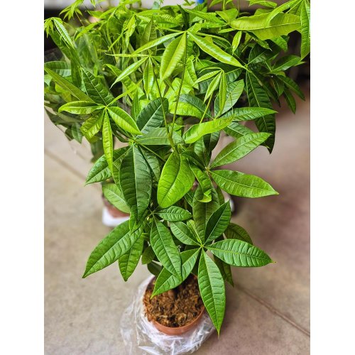 Pachira aquatica 17/75cm