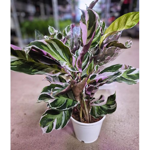 Calathea fusion white 14/40cm