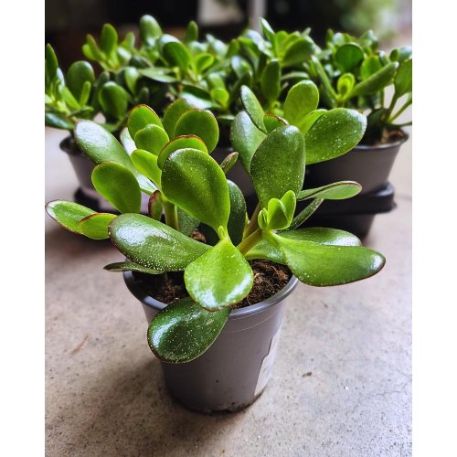 Crassula ovata 13/22cm - Umelé kvety