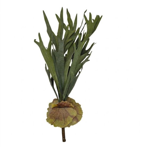 Zápich parožnatka/platycerium zelená 71cm
