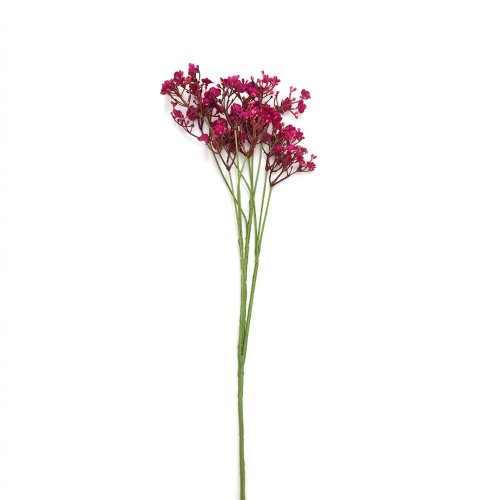 Ks waxflower bord-červený 70cm