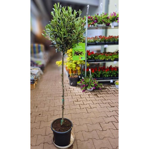 Olea europea 24/140cm