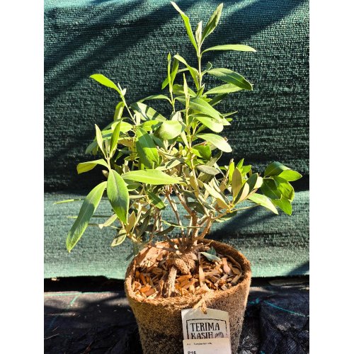 Plant arr. olea 14