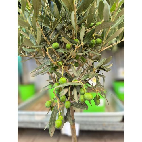 Olea europea 17/50cm - Veľkonočné ozdoby