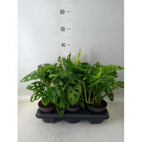 Monstera obliqua 12/30cm - Vianočné dekorácie a ozdoby