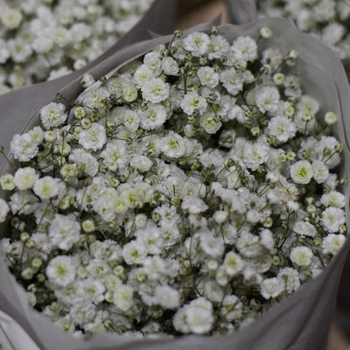 Gypsophila million/ ks - Umelé kvety
