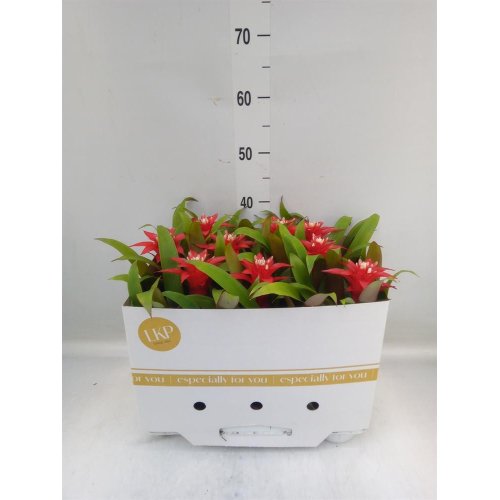 Guzmania arr. 10,5/35cm - Umelé kvety