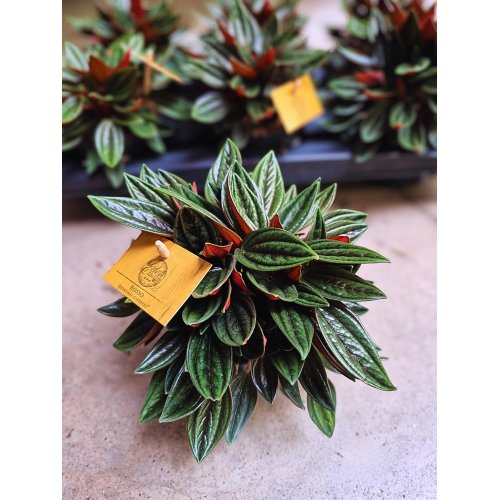 Peperomia 15/25cm