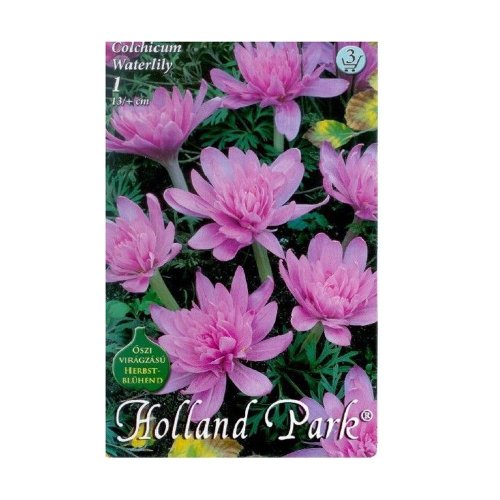 Colchicum waterlili 1ks