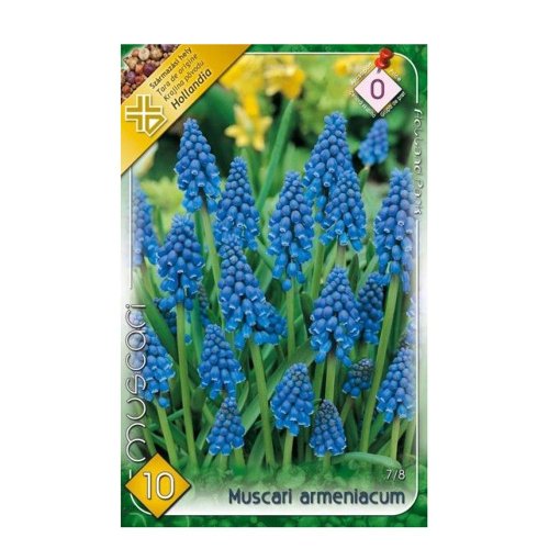 Muscari armeniacum 10ks